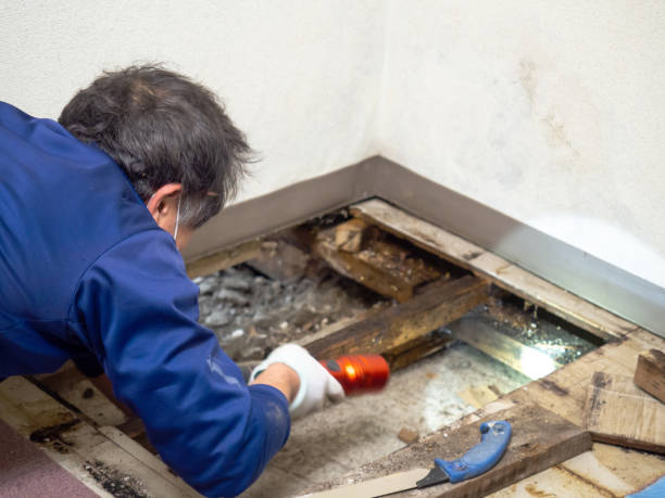 Best DIY Mold Remediation Support Services in Monmouth, IL