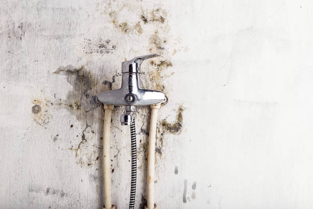 Best Emergency Mold Remediation in Monmouth, IL