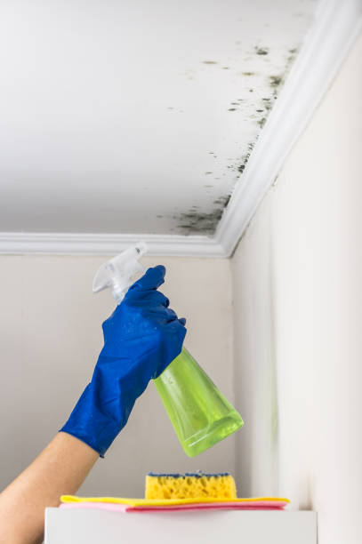 Best Attic Mold Remediation in Monmouth, IL